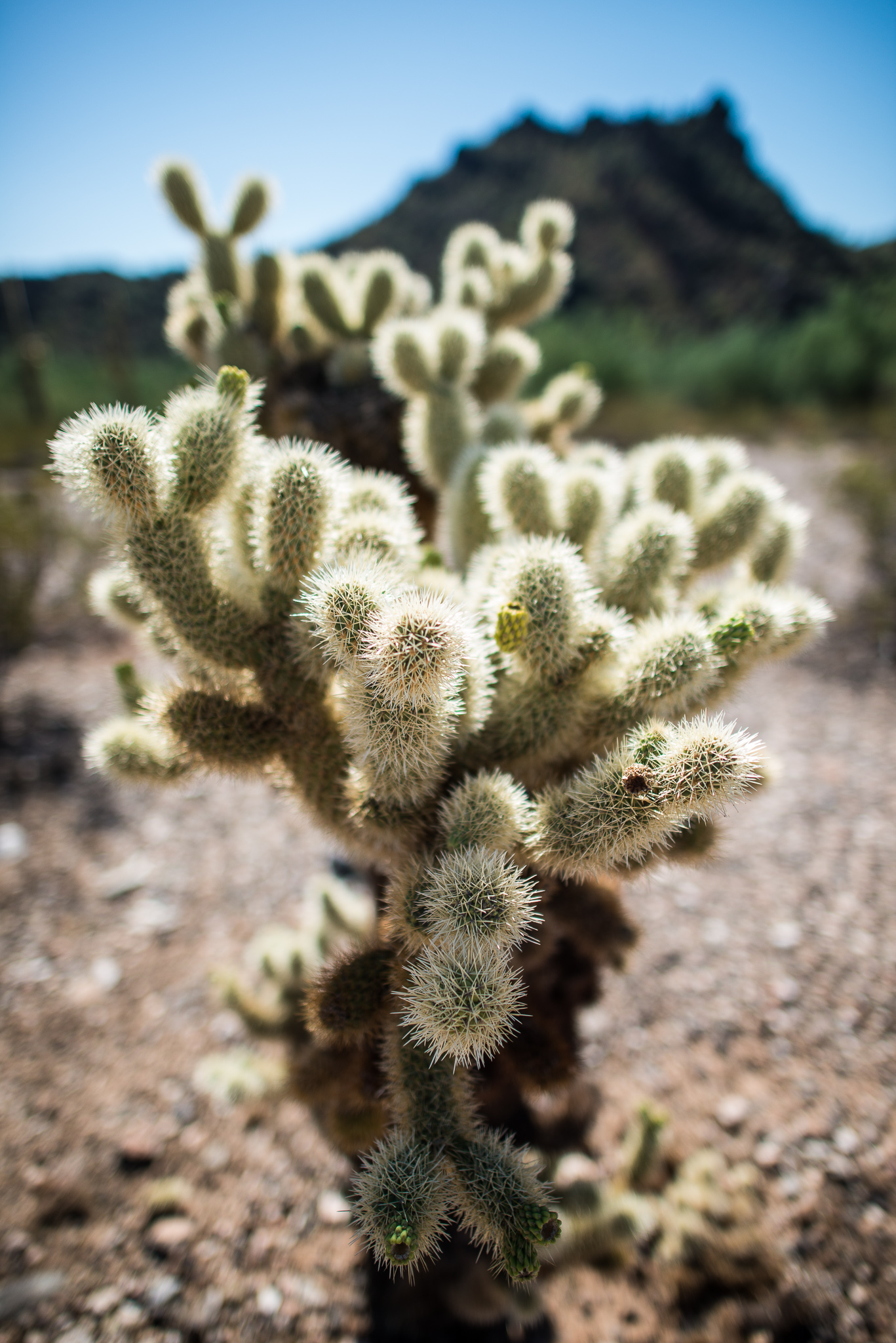 Cactus