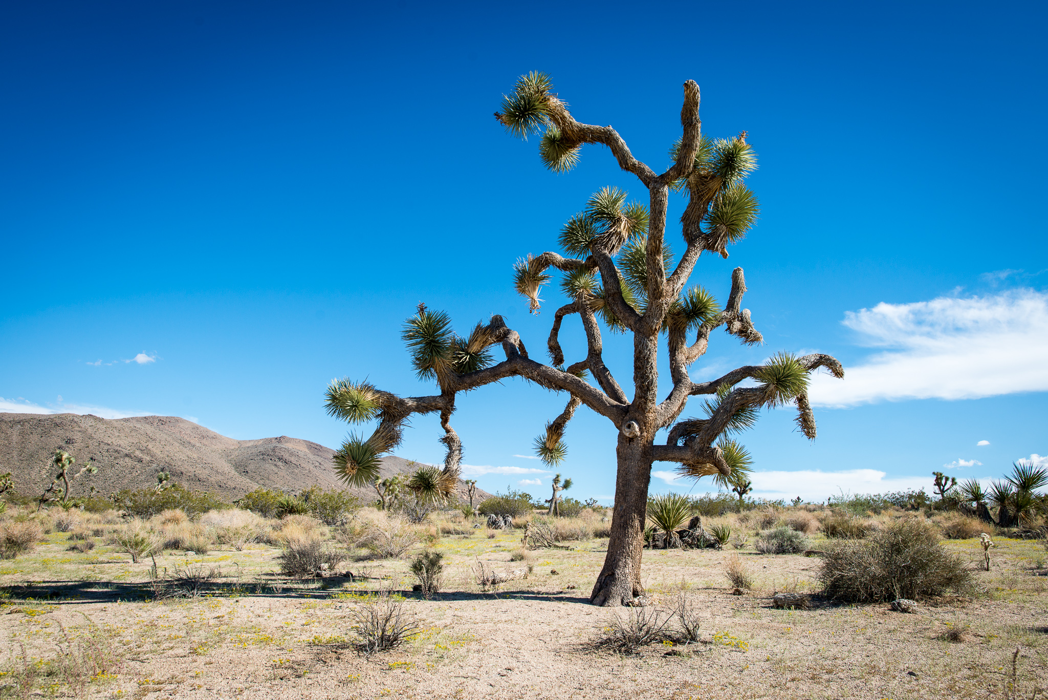 Joshua Tree