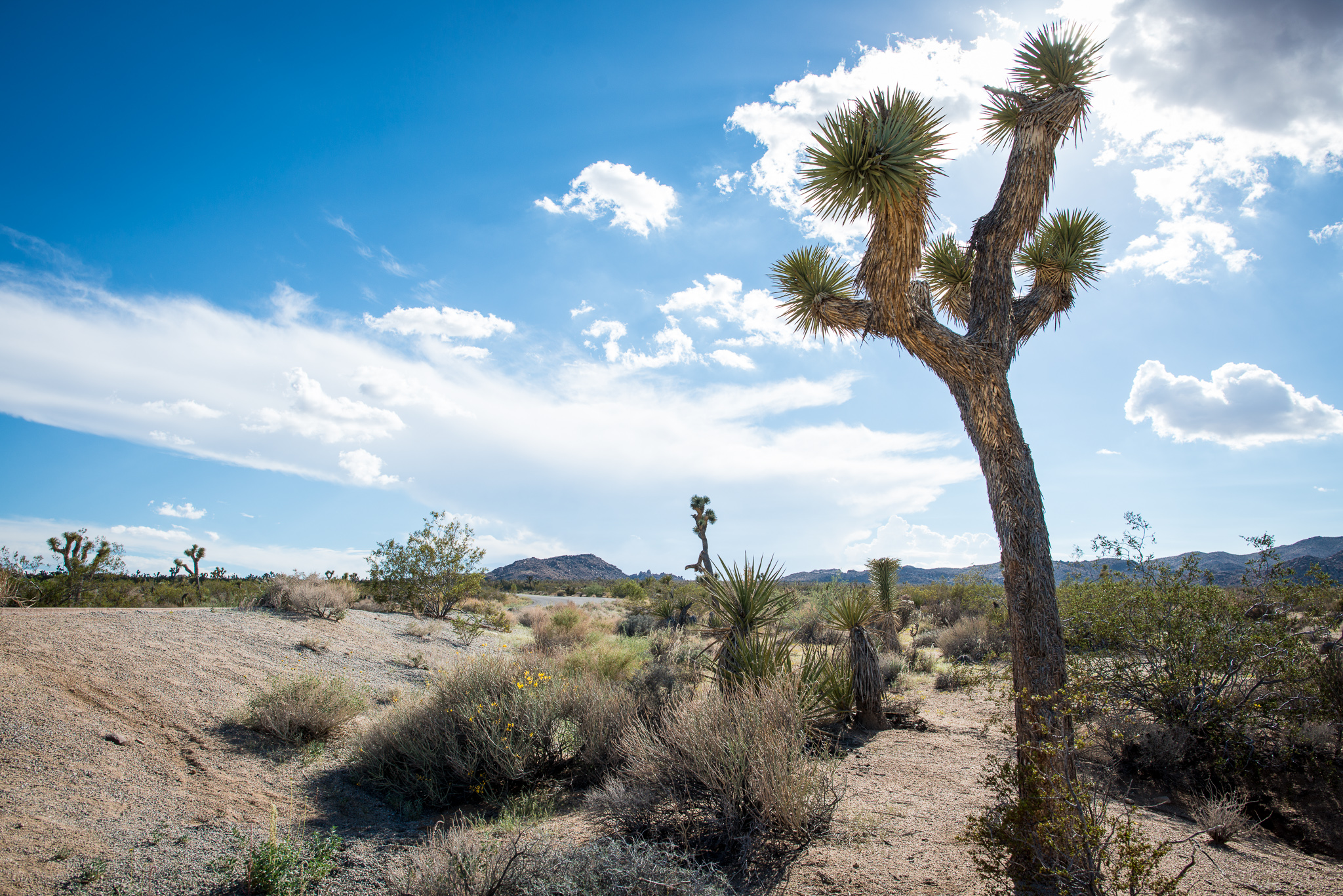 Joshua Tree