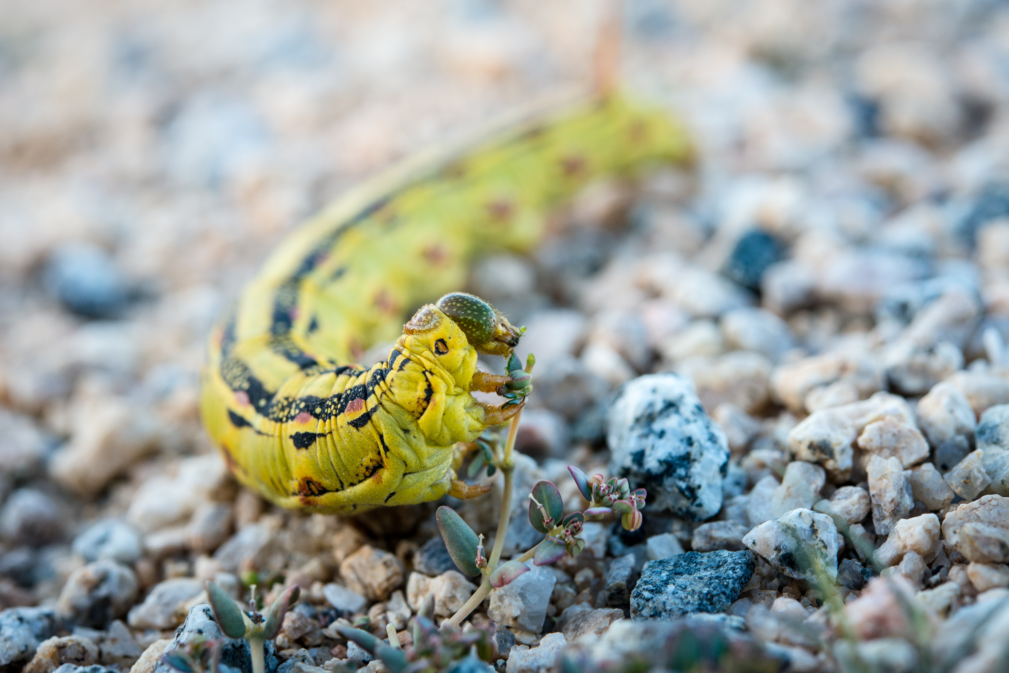 Fat caterpillar