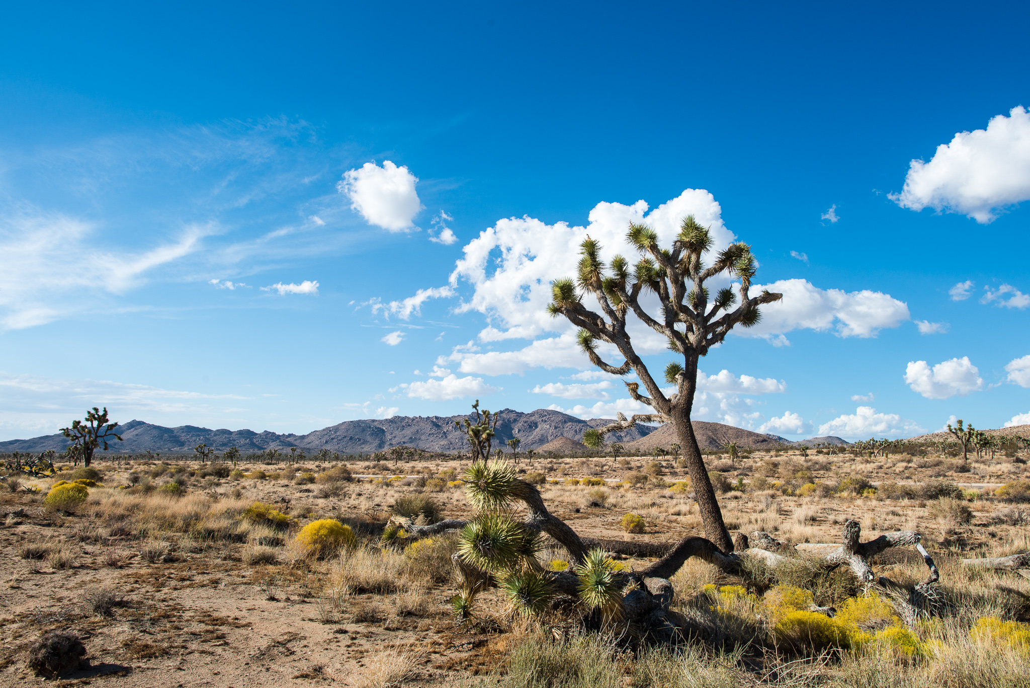 Joshua Tree