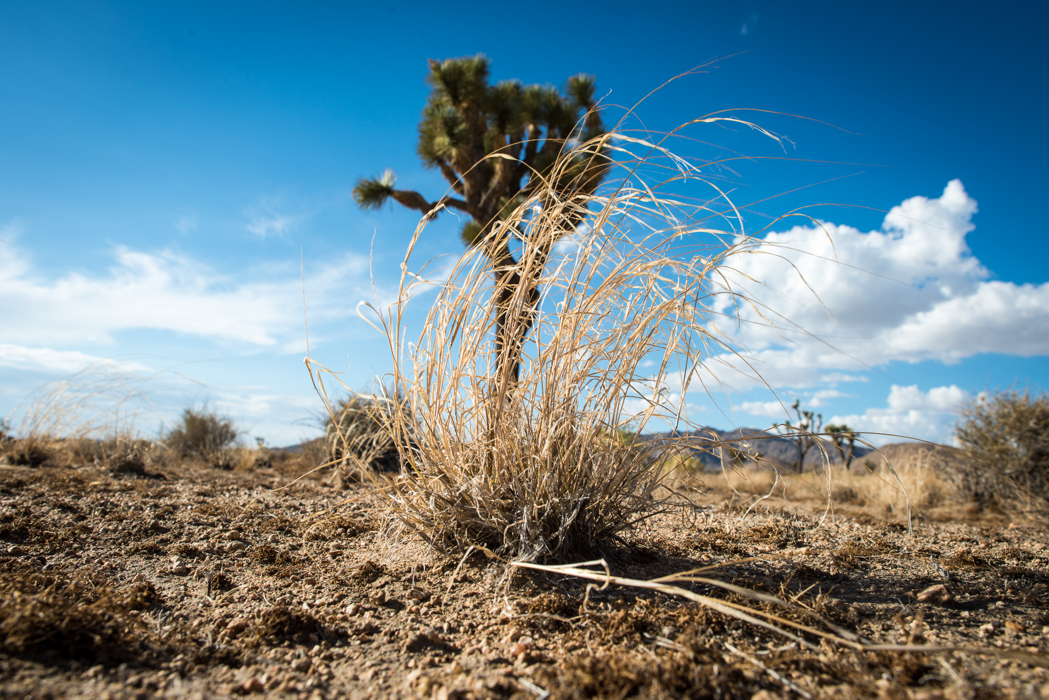 Joshua Tree